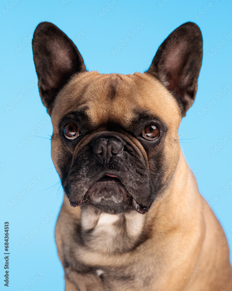 portrait of beautiful frenchie dog looking forward and sitting