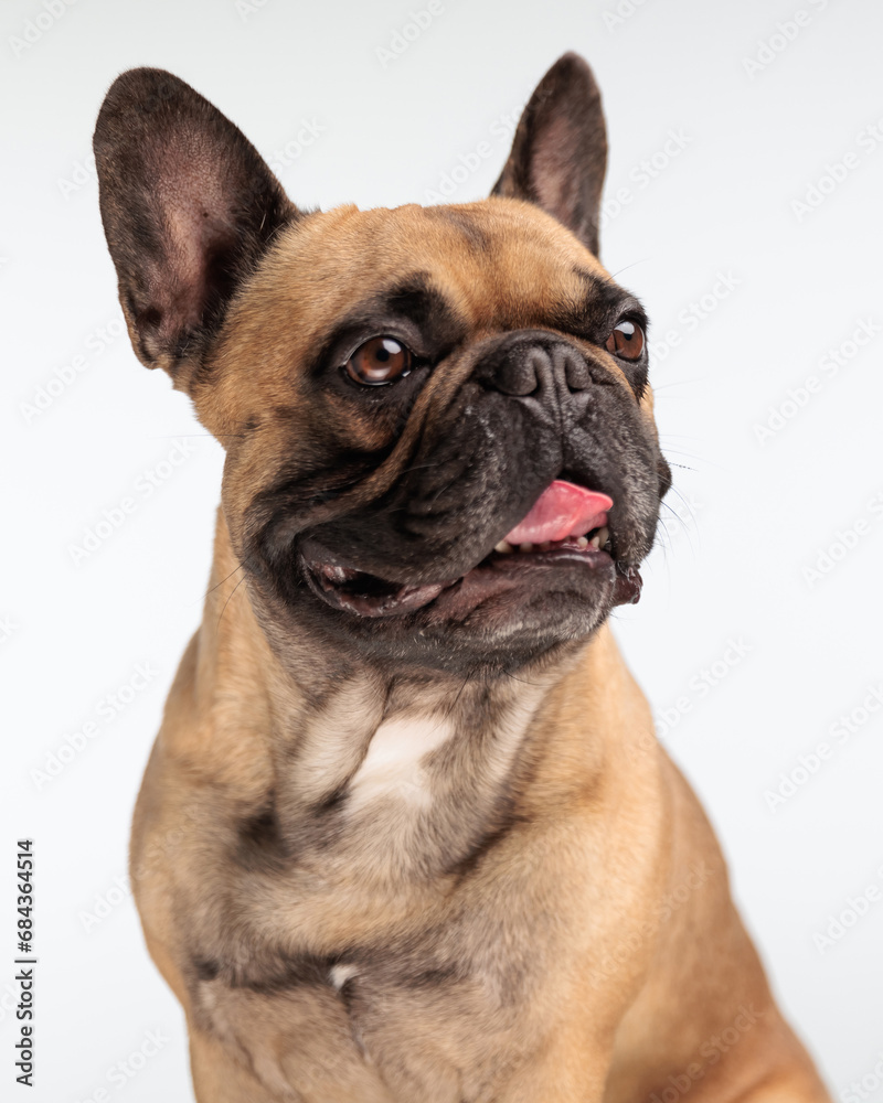 cute little french bulldog puppy looking to side and panting