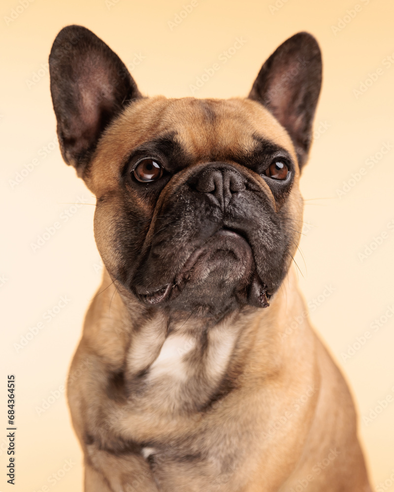 beautiful french bulldog dog looking away and sitting