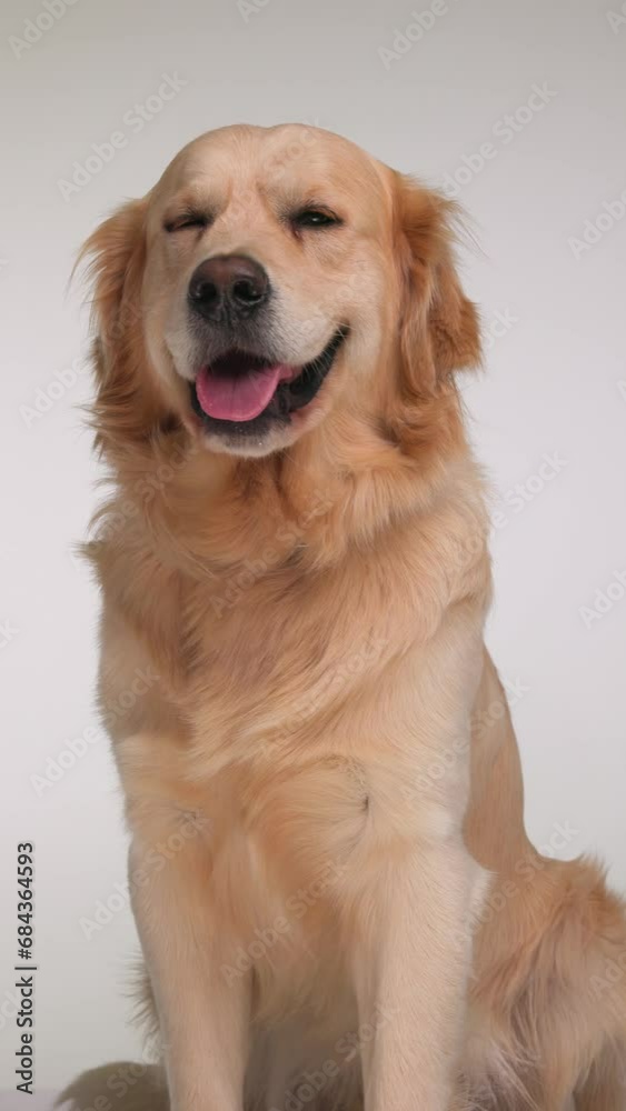 bored Labrador retriever dog sticking out tongue and panting while sitting in front of grey background in studio bored Labrador retriever dog sticking out tongue and panting while sitting in front of grey background in studio