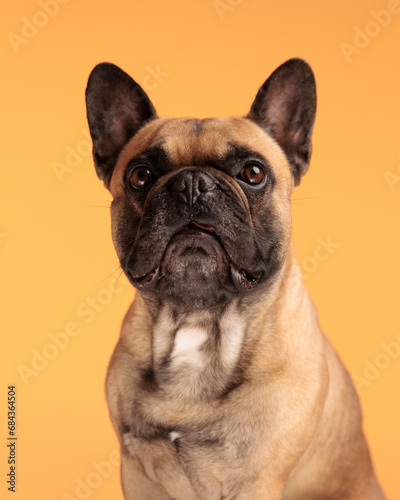 beautiful french bulldog dog looking forward and sitting on orange background © Viorel Sima