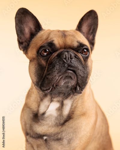 beautiful french bulldog dog looking away and sitting © Viorel Sima