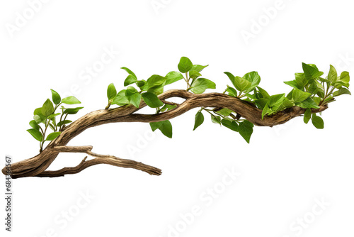 Plant Growing In Twisted Jungle Branch On Transparent Background