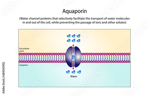Aquaporin, water molecules movement through of the aquaporin channel, an integral membrane proteins. Movement of oxygen ,carbon dioxide molecules and steroid hormones.