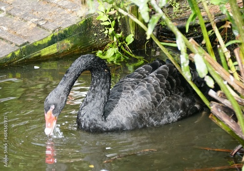 Fototapeta Naklejka Na Ścianę i Meble -  Closeup of a black swan searching for food in the water