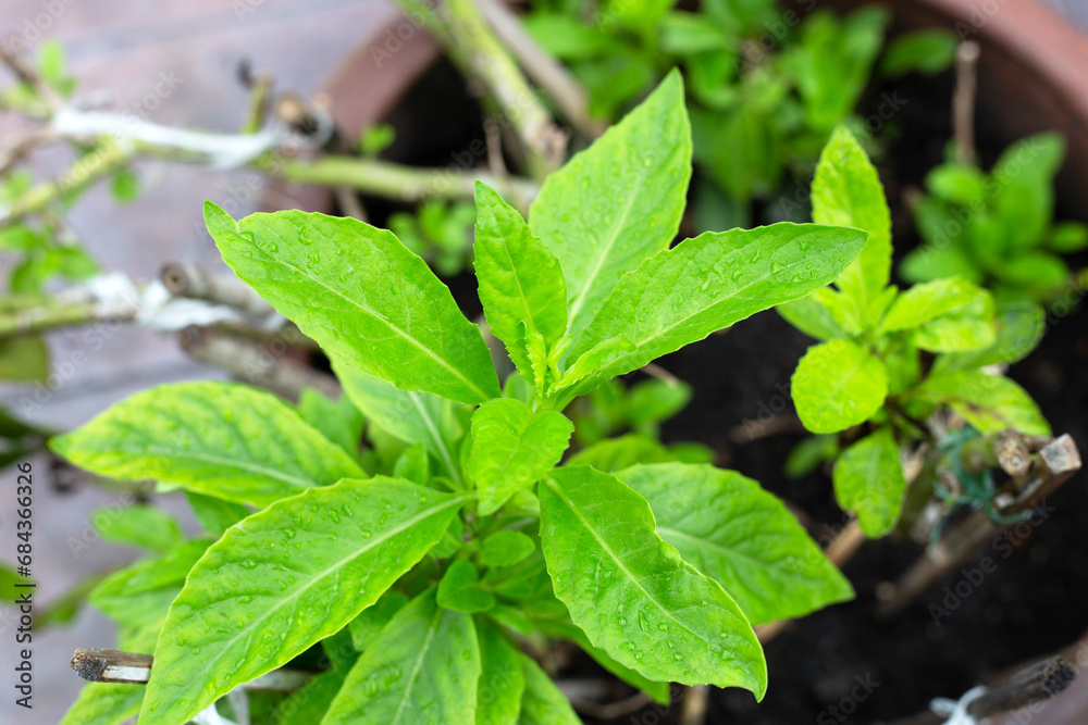 custom made wallpaper toronto digitalPurple passion vine, Purple velvel plant (Gynura divaricata (L.) DC.)