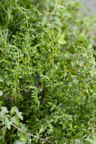 Fresh herbs in the garden