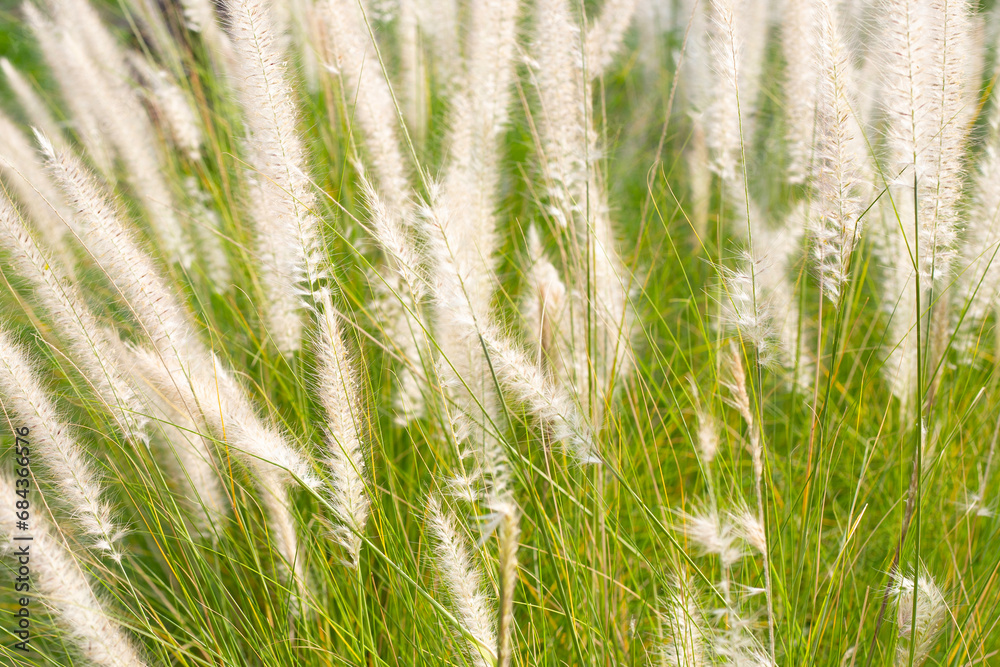 Fountain grass or pennisetum alopecuroides Fountain grass or pennisetum alopecuroides