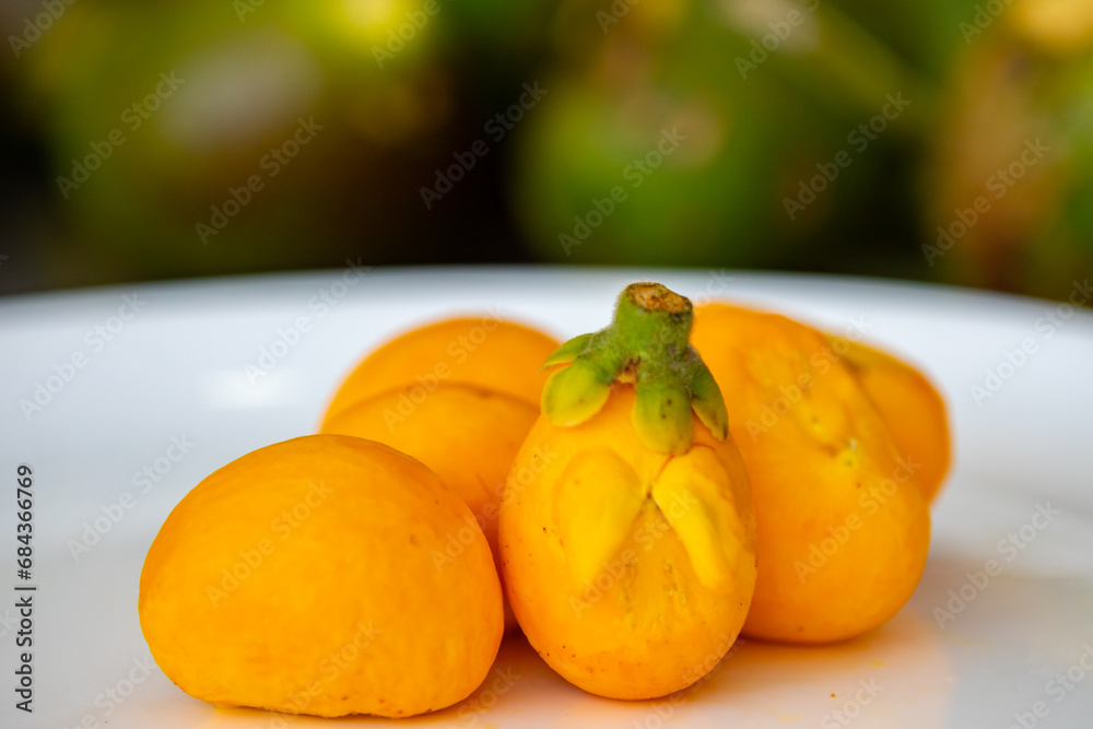 Typical ripe pequi fruit (caryocar brasiliense) in fine details and selective focus. Typical fruit from the Brazilian cerrado bioama. Typical ripe pequi fruit (caryocar brasiliense) in fine details and selective focus. Typical fruit from the Brazilian cerrado bioama.