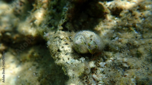 Mediterranean cone (Conus ventricosus) shell with a hermit crab undersea, Aegean Sea, Greece, Halkidiki photo