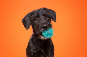 studio photo of a cute dog in front of an isolated background