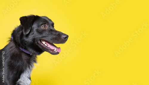 cute studio photo of a shelter dog on a isolated background photo