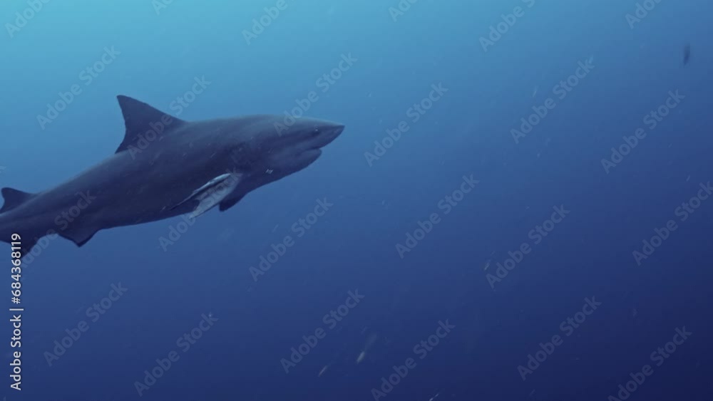 Bull Sharks from South Africa
Filmed at Aliwal Shoal and Protea Banks Bull Sharks from South Africa
Filmed at Aliwal Shoal and Protea Banks