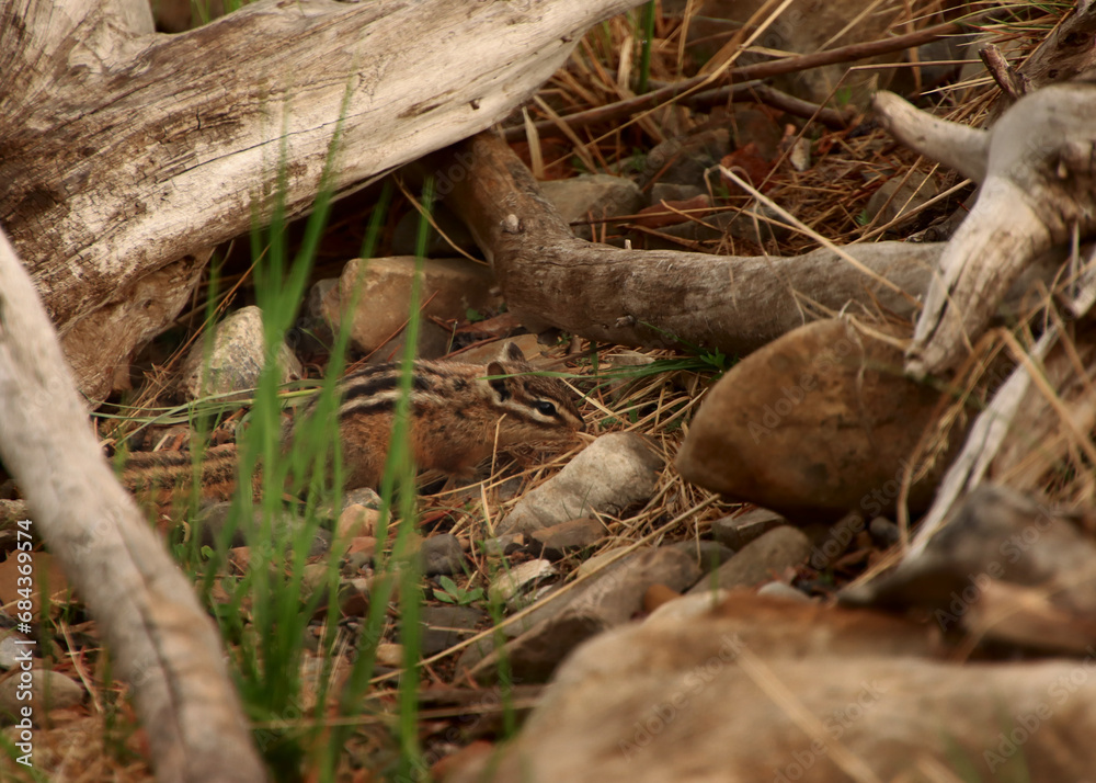 Camo Chipmunk Camo Chipmunk
