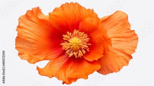 A close-up of a vibrant orange poppy on a clean white background, ideal for text overlay.