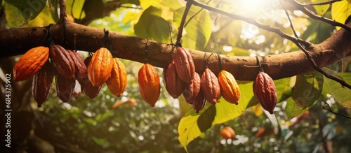 Cacao fruit on tree photo