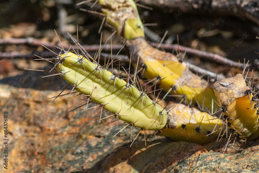 A yellow cactus with thorns on the ground. A yellow cactus with thorns on the ground.