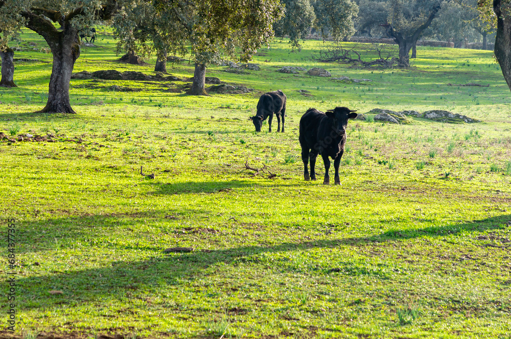 Curious Gaze: Two Iberian Black Avileña Cows in the Oak Grove, one Observing the Photographer with Interest at Sunset.