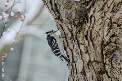 Φωτογραφία downy woodpecker