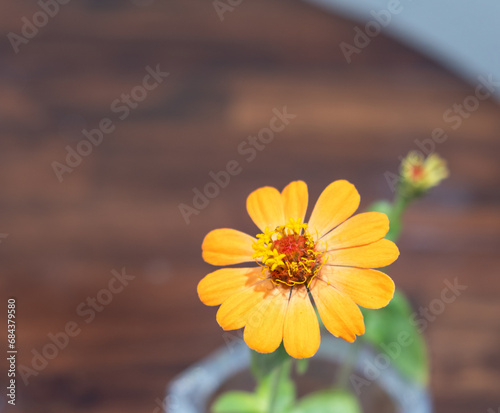 Mexican Zinnia: Yellow flower in close-up