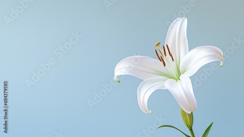 A pristine white lily with a soft gradient background, providing room for text overlay.