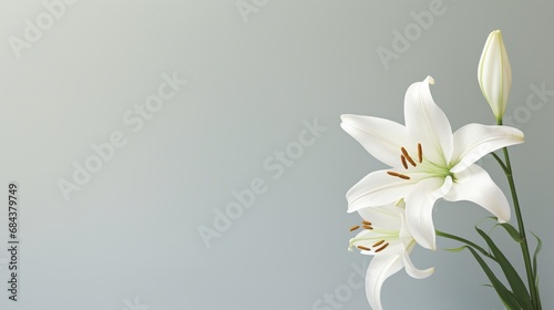 A pristine white lily with an uncluttered background, suitable for text addition. photo