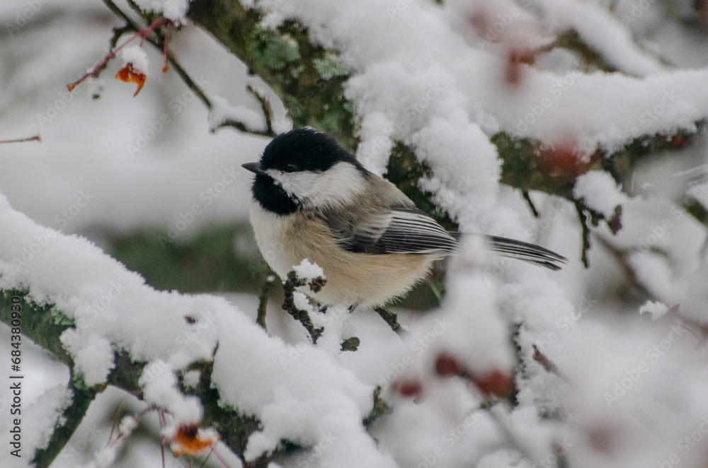 Naklejka premium Chickadee on snow covered branch