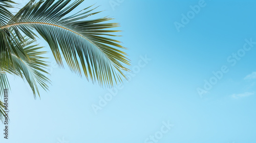 Background sky,Bright Pastel color blue With coconut leaves