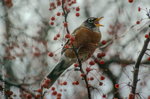 Robin on a tree in winter