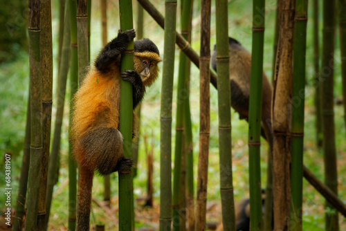 Golden Monkey - Cercopithecus kandti originally subspecies of Blue monkey (Cercopithecus mitis kandti), found in Mgahinga in Uganda, Volcanoes in Rwanda and Virunga in highland forest near bamboo photo