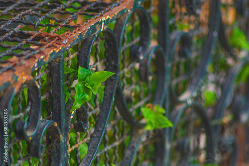 Young green plants fight their way through the iron bars to freedom. The concept of imprisonment and escape, overcoming obstacles and fences on the path of life
