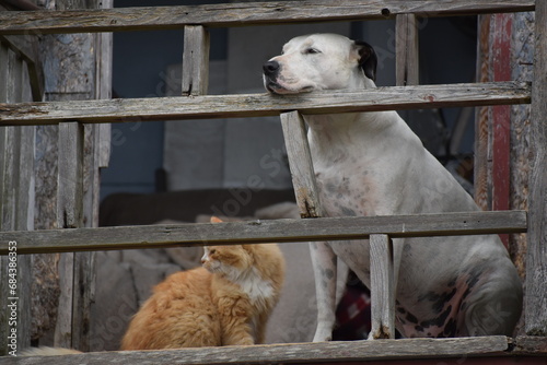 Dog and cat looking out on an old porch