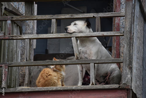 Cat cleaning while dog rests his head on a fence