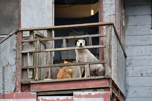 Dog and cat on weathered balcony