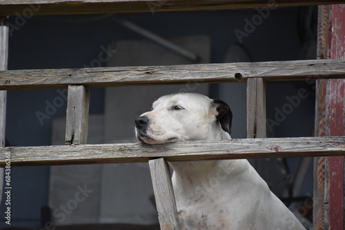 Dog resting their head on a old fence © Maxwell