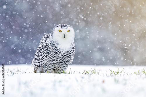 Snowy owl, Bubo scandiacus, perched in snow during snowfall. Arctic owl surrounded by snowflakes. Beautiful white polar bird with yellow eyes. Winter in wild nature. Predator in habitat. Polar animal.