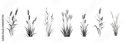 Marsh (pond, river) coastal plants - cattail, reed, cane, miscanthus, sedge, сalamagrostis isolated on a white background. Vector silhouette drawings set. © steadb