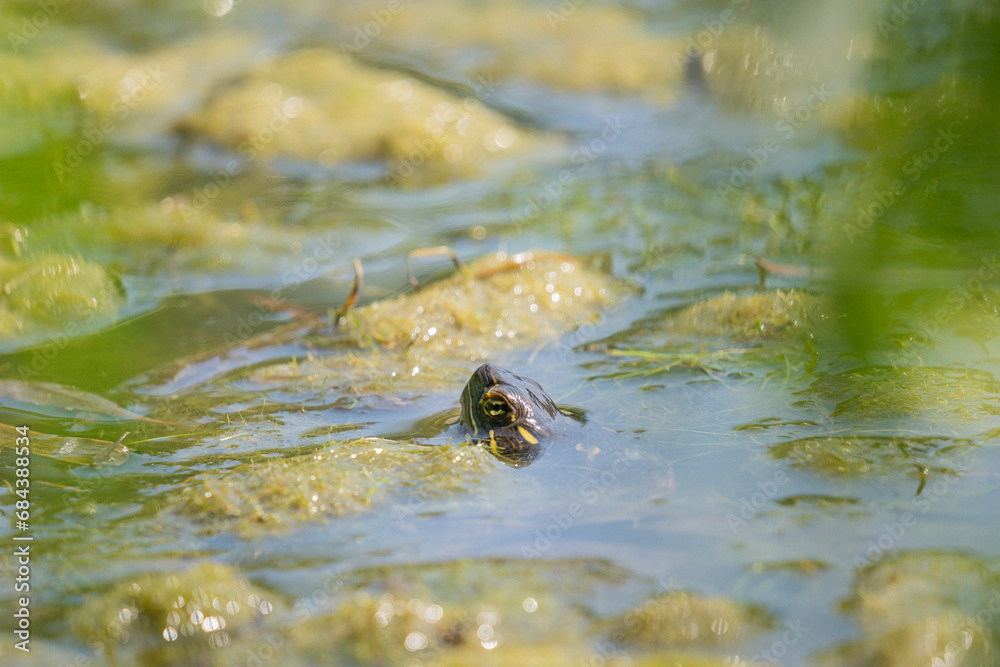 turtle head in the pond turtle head in the pond