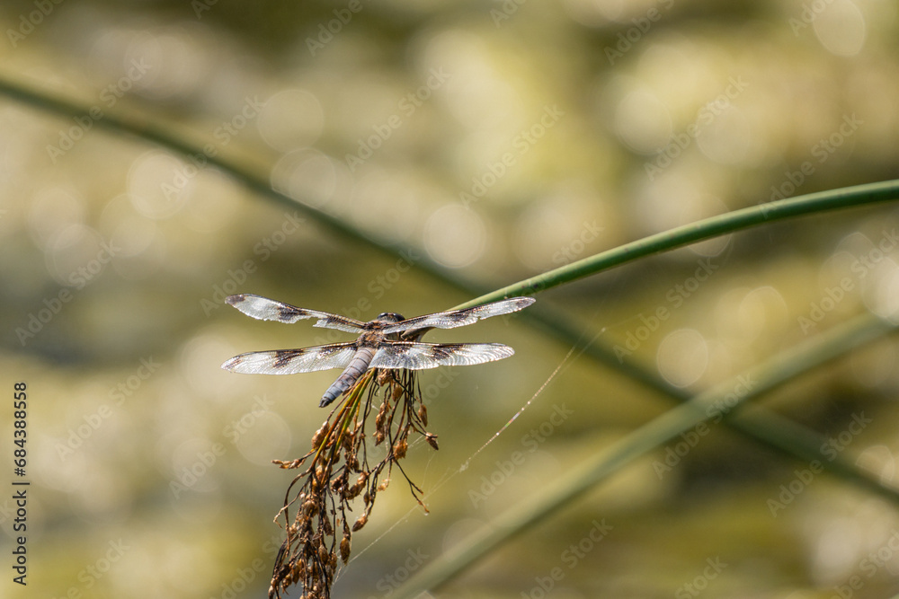 dragonfly on a branch dragonfly on a branch