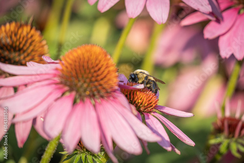 bee on a flower