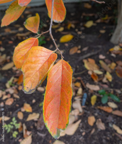 Japanese persimmon leaves in autumn