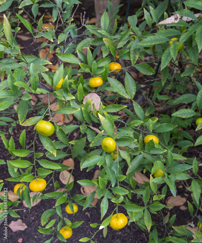 Tangerines ripening on the vine 