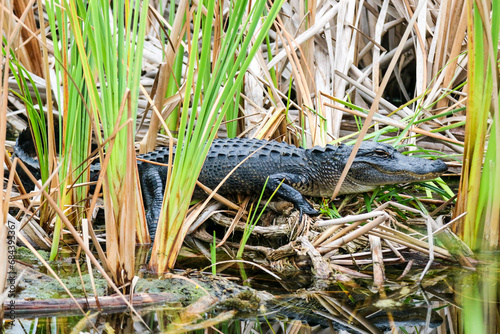 American Alligator in the Marsh in Central Florida Full Body Camoflauged