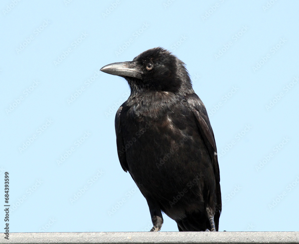 Obraz premium Close up portrait of a torresian crow bird against a blue sky background