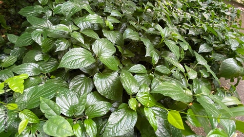 Chaplu leaves can be used as food or herbal medicine.  © Pa