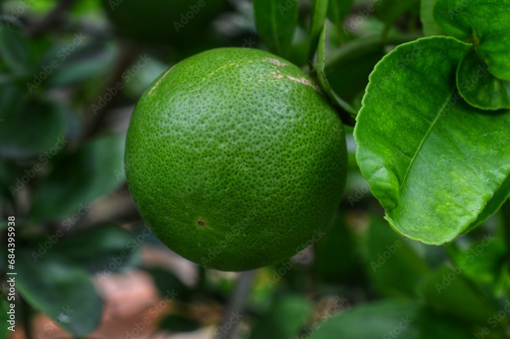 orange unripe orange unripe
