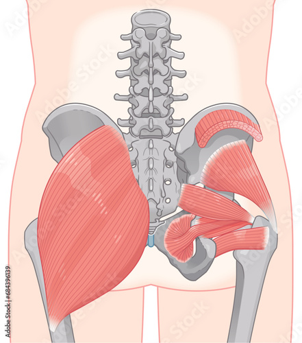 梨状筋、内閉鎖筋、大腿方形筋、小殿筋、gluteus minimus、中殿筋、gluteus medius、股関節、骨盤、筋肉、イラスト、illustration