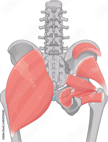 梨状筋、内閉鎖筋、大腿方形筋、小殿筋、gluteus minimus、中殿筋、gluteus medius、股関節、骨盤、筋肉、イラスト、illustration