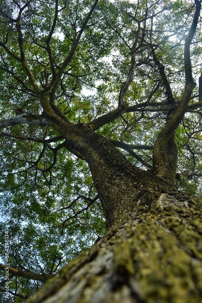 Fototapeta premium the big saman tree