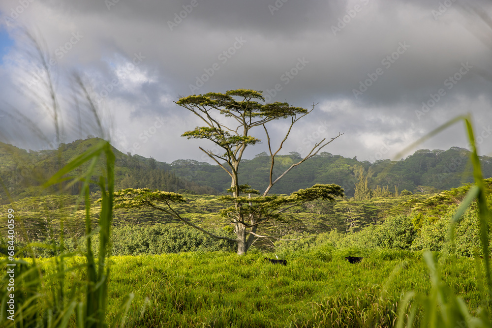 © Mat Hayward - Lush foliage on tropical island Kauai in Hawaii.
